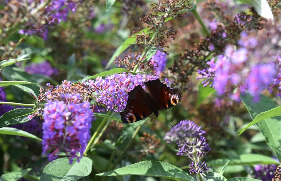 Peacock butterfly on buddleia